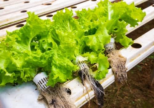Commercial hydroponic farm using LECA Commercial hydroponic farm using LECA