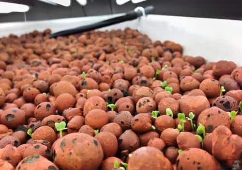 Expanded clay aggregate growing media