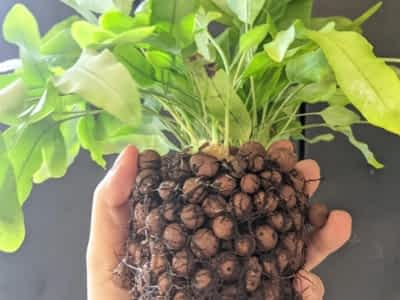 High-quality LECA supply for hydroponic High-quality LECA supply for hydroponic