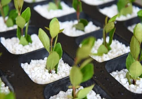Horticultural grade perlite growing media