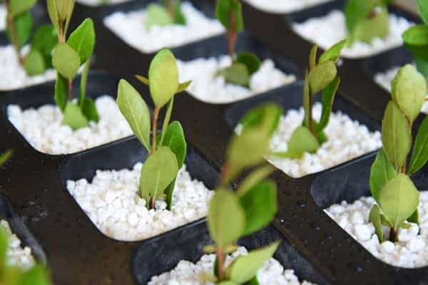horticultural perlite for commercial greenhouse and plant propagation horticultural perlite for commercial greenhouse and plant propagation