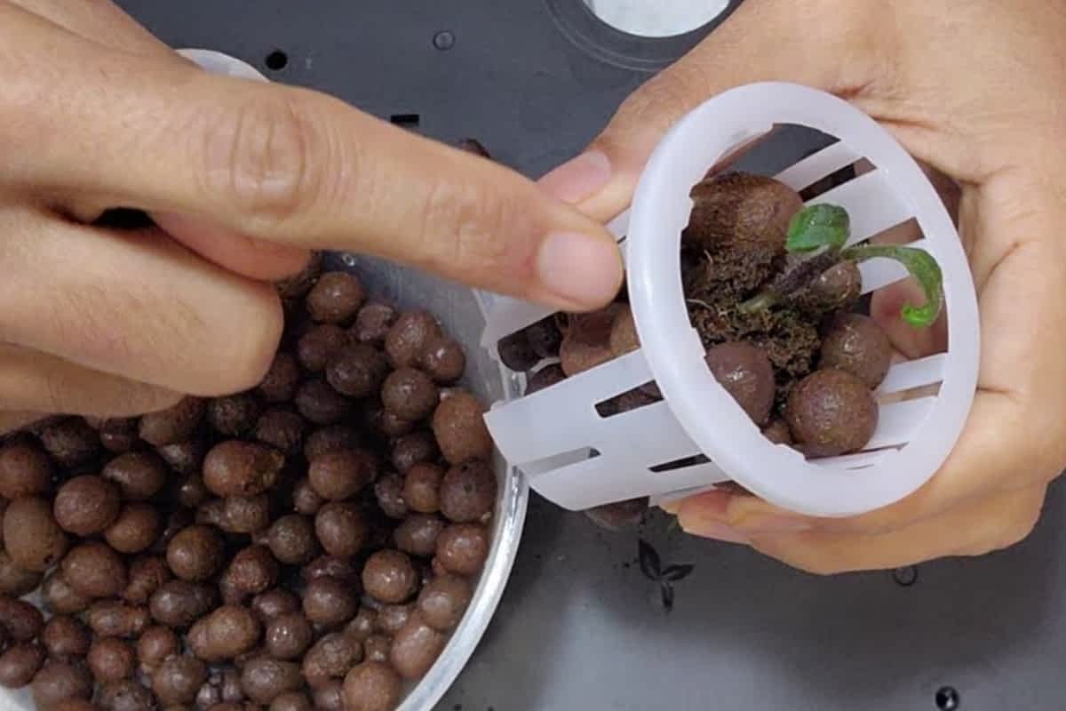 How to Use LECA in Hydroponics