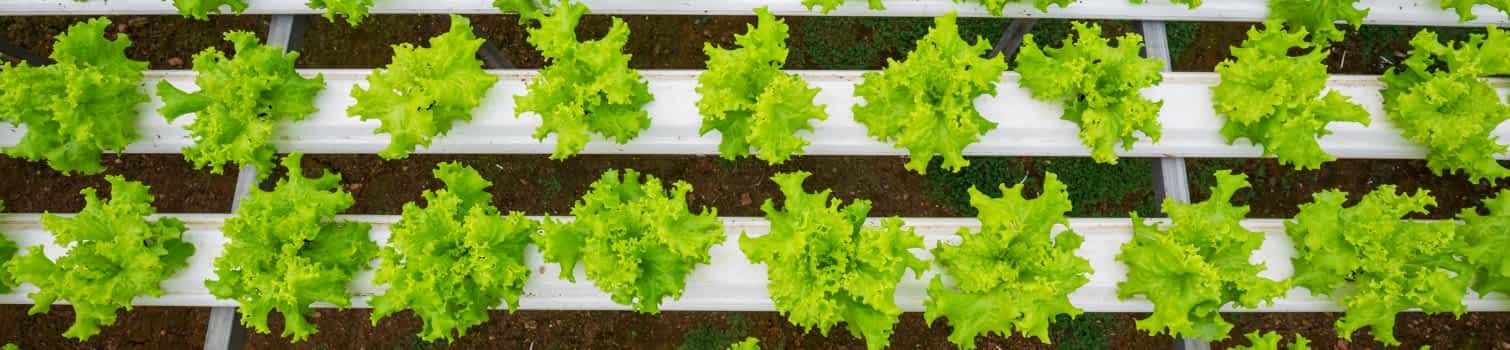 LECA and perlite for hydroponics LECA and perlite for hydroponics