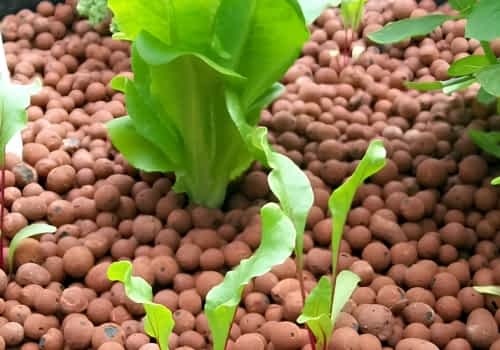 LECA substrate for hydroponic systems LECA substrate for hydroponic systems