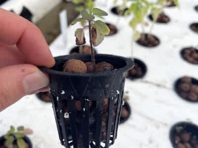 Semi hydroponic with leca Semi hydroponic with leca