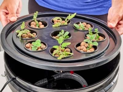 Small hydroponic system Small hydroponic system