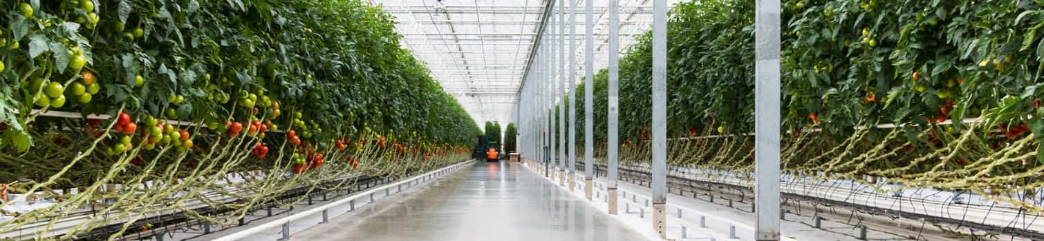 Mineral Substrates for Vertical Farming Mineral Substrates for Vertical Farming
