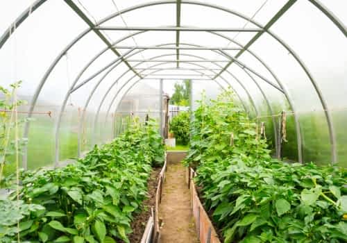 vermiculite propagation medium in commercial greenhouse growing system vermiculite propagation medium in commercial greenhouse growing system