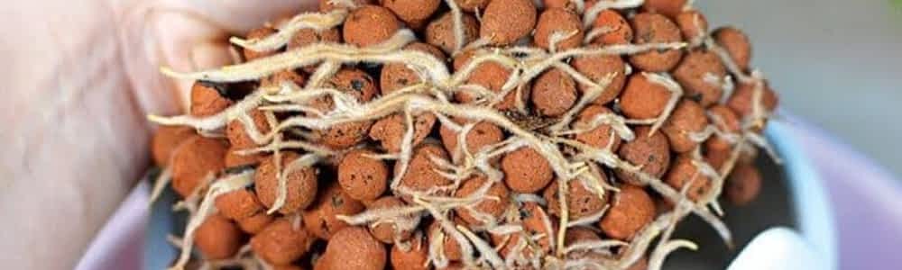 LECA provides excellent support for plant roots. LECA provides excellent support for plant roots.