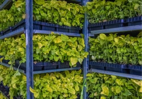 LECA substrate in commercial multi-level vertical farming system LECA substrate in commercial multi-level vertical farming system