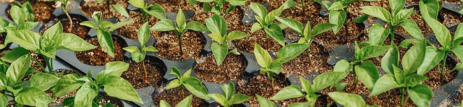 perlite and vermiculite for propagation