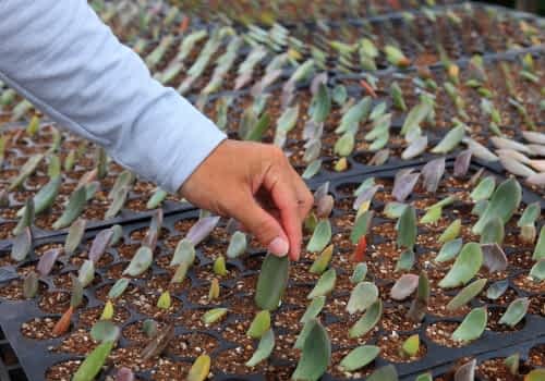 Vermiculite used in seedling propagation trays