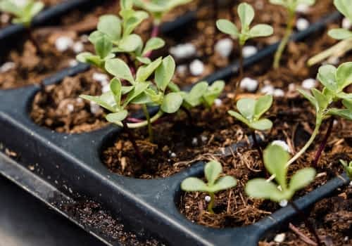 Vermiculite supporting seed germination and moisture retention