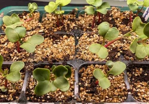 vermiculite seed propagation